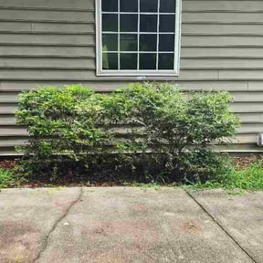 Bush Trimming by T&amp;T lawncare reviewed on August 1, 2026