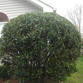 Bush Trimming by Family Landscaping reviewed on August 18, 2025