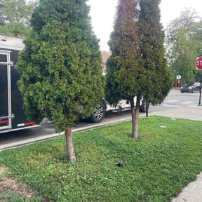 Bush Trimming by Otero's lawnmower reviewed on August 16, 2026