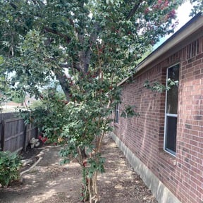 Leaf Removal by GC Lawn Care &amp; Landscaping Services reviewed on February 11, 2025