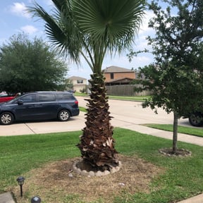 Bush Trimming by Speedy Lawnmower Landscaping reviewed on August 13, 2025