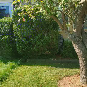 Bush Trimming by Bancroft Lawn Maintenance reviewed on August 15, 2025