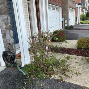 Bush Trimming by Green Missions Landscaping LLC reviewed on August 15, 2025