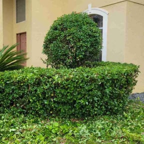 Bush Trimming by Stephenson's Landscaping reviewed on August 16, 2025