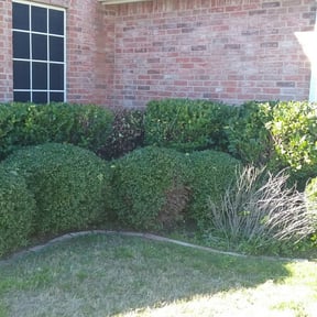 Bush Trimming by Home services reviewed on August 16, 2025