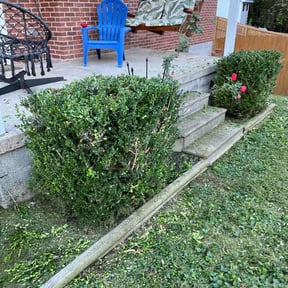 Bush Trimming by MowRiders Landscaping reviewed on November 20, 2025