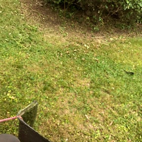 Bush Trimming by Elegant yard services reviewed on August 15, 2025