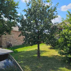 Bush Trimming by Sami lawn service,,, reviewed on October 23, 2025