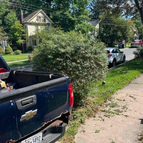 Bush Trimming by Alton Williams reviewed on November 19, 2025