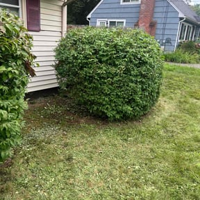 Bush Trimming by BNK Home Improvements & Landscaping LLC reviewed on August 20, 2025