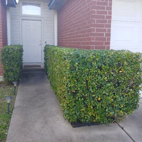 Bush Trimming by The Lawn BarberZ Inc. reviewed on August 16, 2025