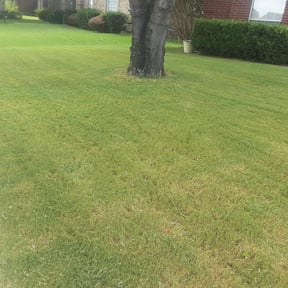 Bush Trimming by Steve's Lawn Mowing and Odd Jobs reviewed on November 21, 2025