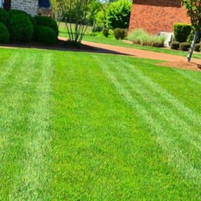 yard care by Traditional Lawn Care reviewed on August 21, 2025