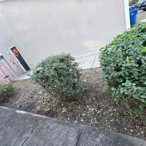 Bush Trimming by Re Image lawn care reviewed on November 23, 2025