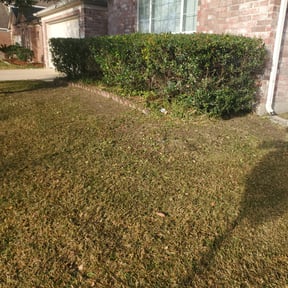 Bush Trimming by Family Roots Lawn Care reviewed on September 7, 2024