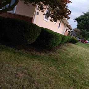 Bush Trimming by Johny lawn care reviewed on August 18, 2025
