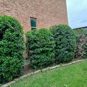 Bush Trimming by ACH Landscaping reviewed on June 18, 2026