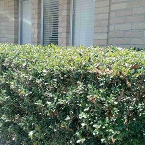 Bush Trimming by Luxury Lawn Care reviewed on July 16, 2023