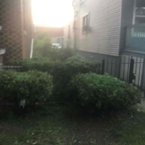 Bush Trimming by Chek'Rd Lawn Service reviewed on August 14, 2025