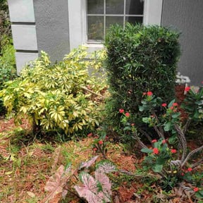 Bush Trimming by Deon's mowing reviewed on August 19, 2025