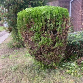 Bush Trimming by Qui property management reviewed on August 19, 2025