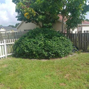 Bush Trimming by JG Lawn Care reviewed on November 23, 2025