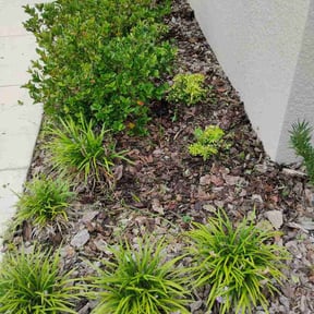 Flower Bed Weeding by Dg25services reviewed on July 6, 2026