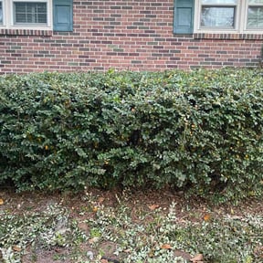 Bush Trimming by Grasstastic Landscaping reviewed on October 19, 2025