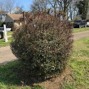 Bush Trimming by Ciudad verde reviewed on March 21, 2026