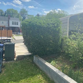 Bush Trimming by JAS Lawn and Hauling Services reviewed on August 20, 2025