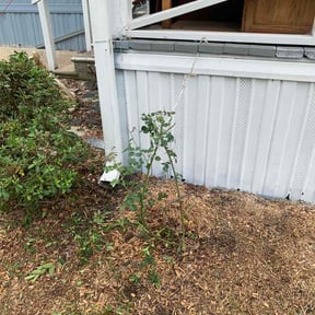 Bush Trimming by Babcock Enterprises LLC reviewed on May 31, 2026
