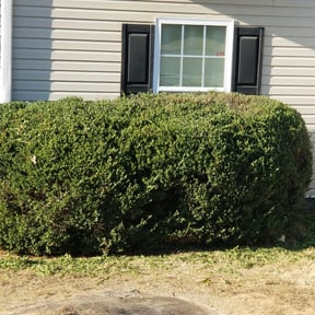 Bush Trimming by #1 grass man reviewed on August 15, 2025