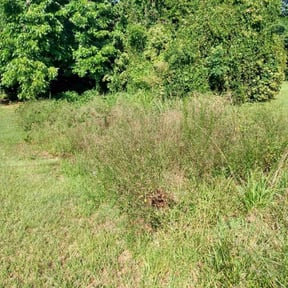 Bush Trimming by Parrish Lawn Service reviewed on August 16, 2025
