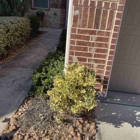 Bush Trimming by Wilson's general maintenance reviewed on August 18, 2025