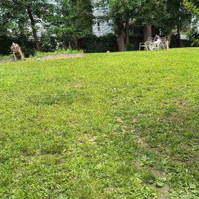Leaf Removal by Jay's Tree and Lawn reviewed on July 9, 2026