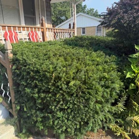 Bush Trimming by County 2 county lawn service reviewed on July 17, 2026