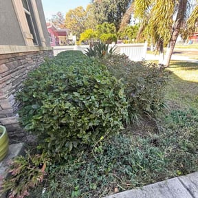 Bush Trimming by CRP Landscape reviewed on November 24, 2025