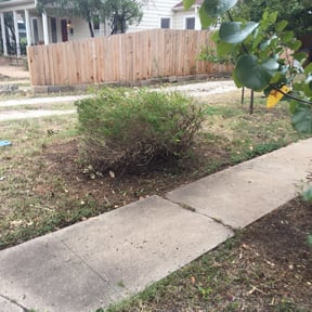 Bush Trimming by Cat's Landscaping reviewed on August 16, 2025