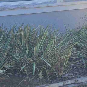 Flower Bed Weeding by Handy Dan reviewed on February 12, 2026