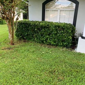 Bush Trimming by WhaleyScapes lawn services reviewed on August 17, 2025