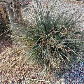 Bush Trimming by Zen lawns reviewed on December 22, 2025