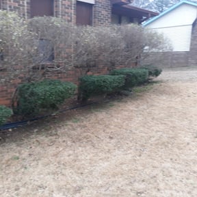 Bush Trimming by Corey's lawncare reviewed on August 18, 2025