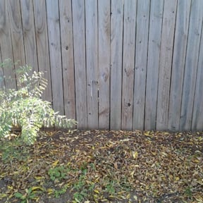 Bush Trimming by Anthony's Lawn and Maintenance reviewed on August 19, 2025