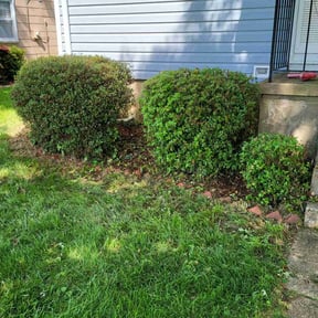 Bush Trimming by Jackson's Lawn care reviewed on August 20, 2025