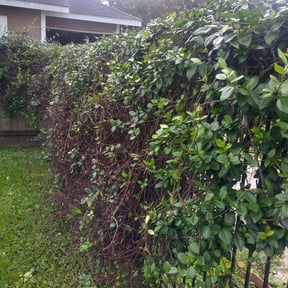 Bush Trimming by FLA Mowers LLC reviewed on August 18, 2025