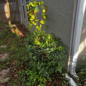 Bush Trimming by Blessings Lawn Care Services reviewed on December 4, 2025