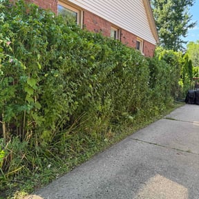 Bush Trimming by Browns and Sons Lawncare reviewed on August 17, 2025
