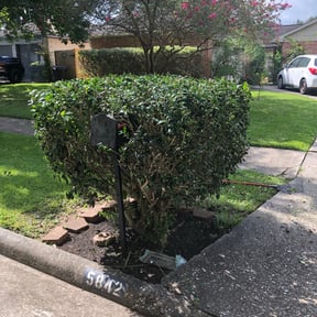 Bush Trimming by Friendly Lawn Services reviewed on February 6, 2026