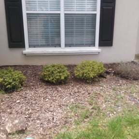 Bush Trimming by Mike&#039;s Lawn Service reviewed on August 18, 2025