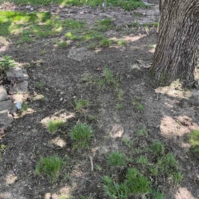 Leaf Removal by TruGreen LawnCare reviewed on May 7, 2026
